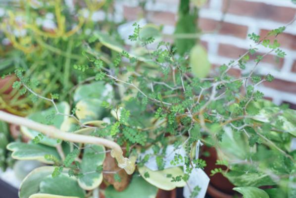 童话树怎么养，童话树图片