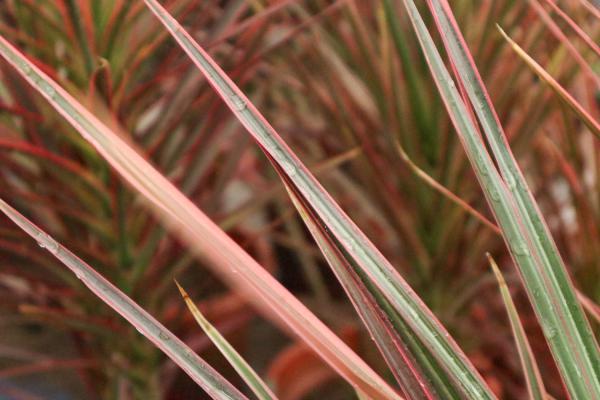 千年木冬天怎么养，掉叶子怎么办