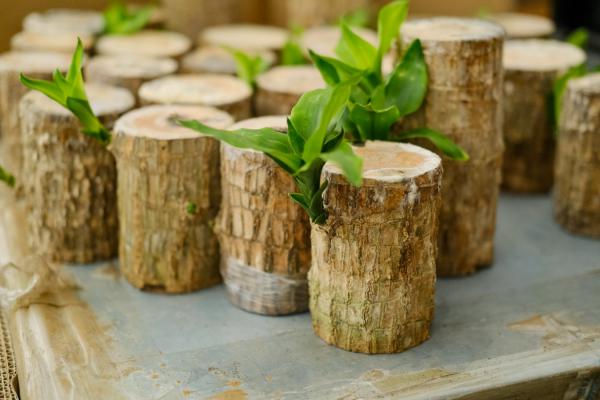 巴西木怎么移植，移植后怎么养