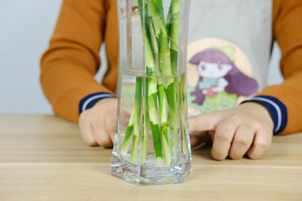 怎么让富贵竹安全过冬,冻伤了怎么办