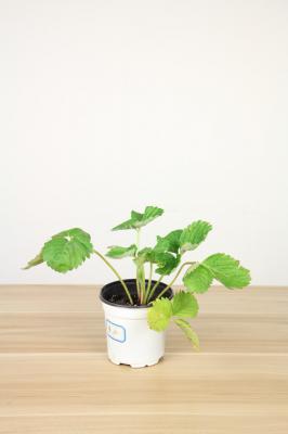 三角梅小苗怎么养,怎么修剪