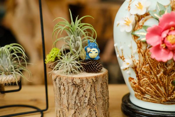 空气凤梨开花后怎么办，怎么养护