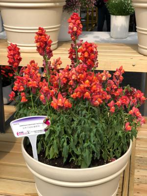 金鱼草冬天怎么养，怎么修剪