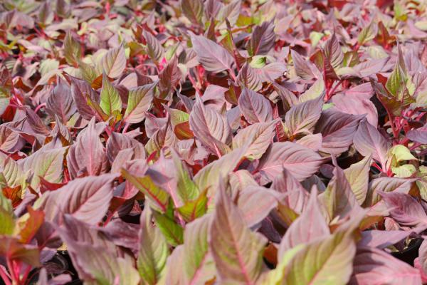 彩叶草怎么修剪，怎么繁殖