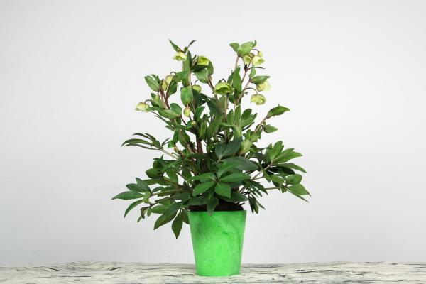 铁筷子花冬天怎么养，耐多少度低温