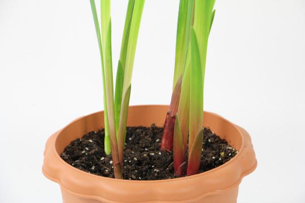 剑兰怎么种，什么时候种最好