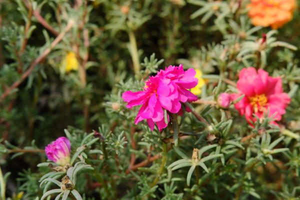 太阳花怎么扦插，冬天可以扦插吗