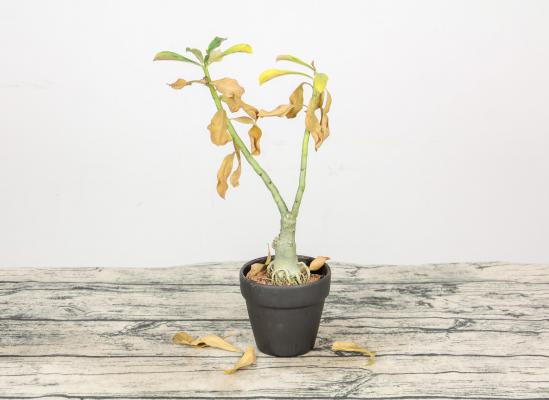 沙漠玫瑰怎么浇水，浇水多了怎么办