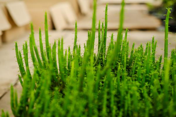 光棍树怎么繁殖，冬天能扦插吗