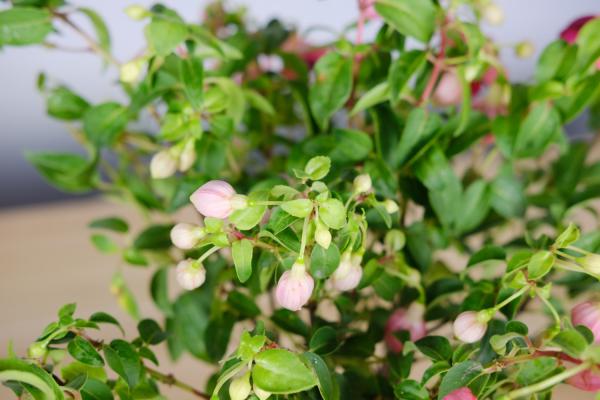 倒挂金钟冬天怎么维护，掉花苞怎么回事