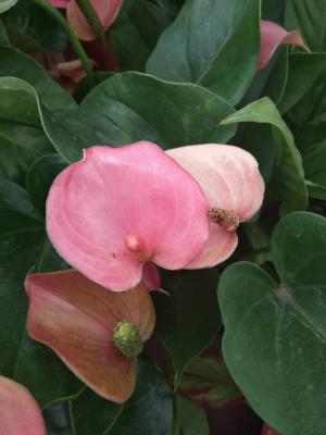 红掌水培养殖方法,用什么固定