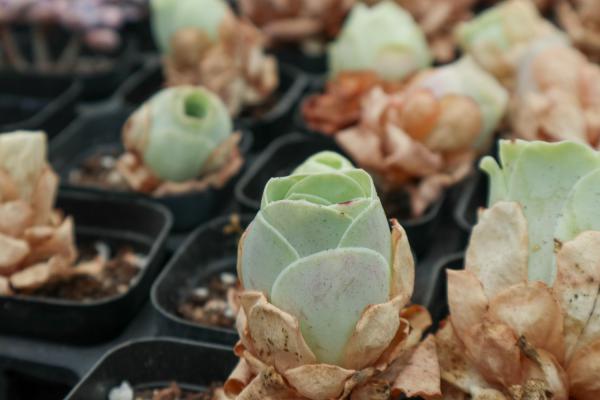 怎么让山地玫瑰苏醒,苏醒后怎么养