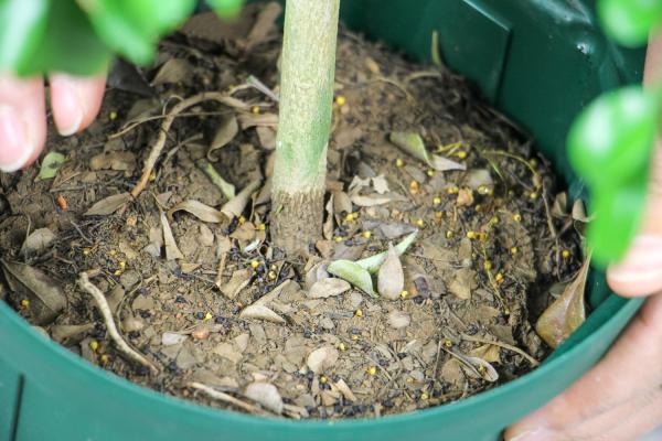 怎么让米兰开花不断,长花苞时能喷水吗