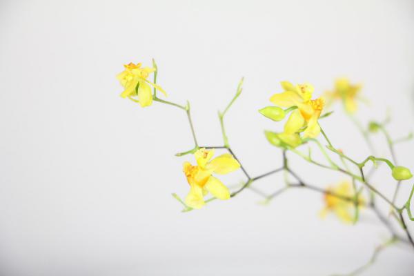 文心兰一年开几次花，花期过后怎么处理