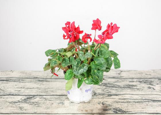 仙客来开花时如何施肥,开花后的处理