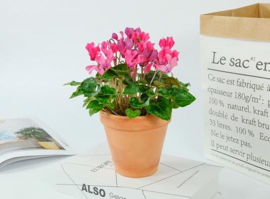 仙客来开花期注意事项，开花的时候叶子黄了怎么办