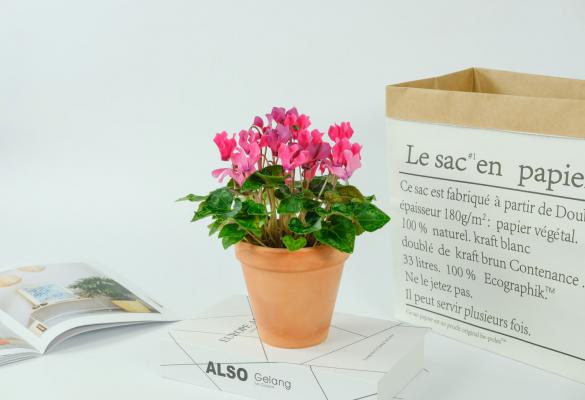 仙客来浇水的正确方法,浇水多了怎么办