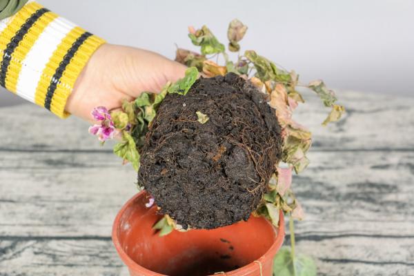 仙客来可以在外面过冬吗,过冬怎么养护