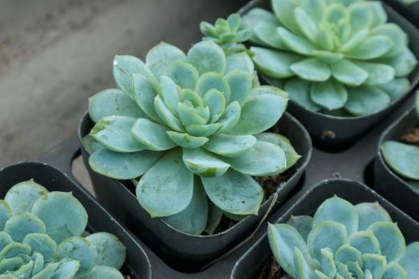 多肉开花要不要剪掉，剪下来怎么处理