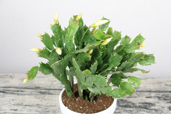 如何给蟹爪兰催花蕾,催花用什么肥