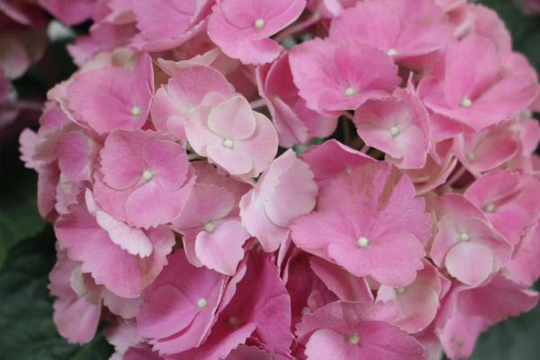 怎么让绣球花开花,开花后怎么处理