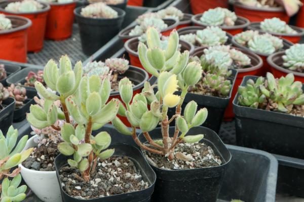 怎么让熊童子叶子生根，叶子可以种吗