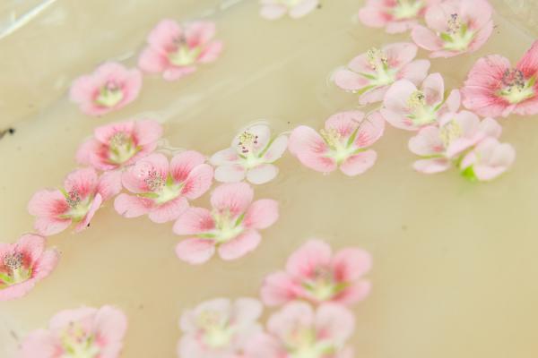 怎么让小木槿多开花，开花期怎么养