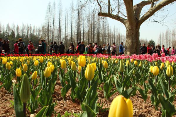 郁金香的种植方法和时间,郁金香图片