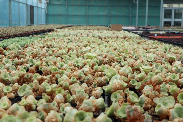 山地玫瑰的养殖方法和注意事项，山地玫瑰图片