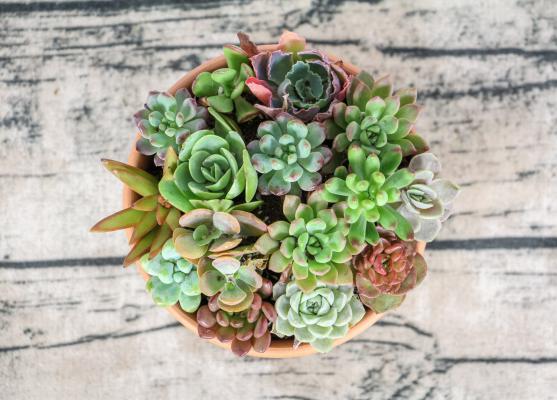 桃蛋怎么爆盆，桃蛋多肉图片