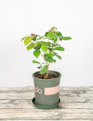 茶花压条多久生根，空中压条繁殖技术