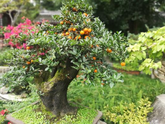 金弹子下山桩怎样才能养活，栽培技巧