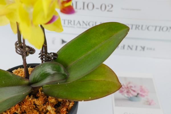 蝴蝶兰夏季可以放在阳台吗，蝴蝶兰夏季怎么管理