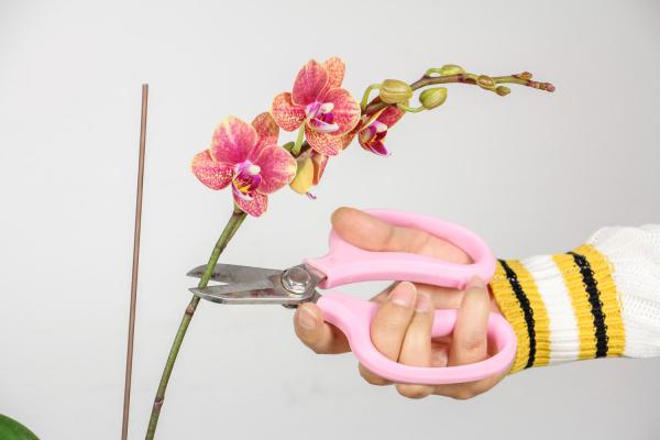 蝴蝶兰冬季怎么浇水,怎么保温