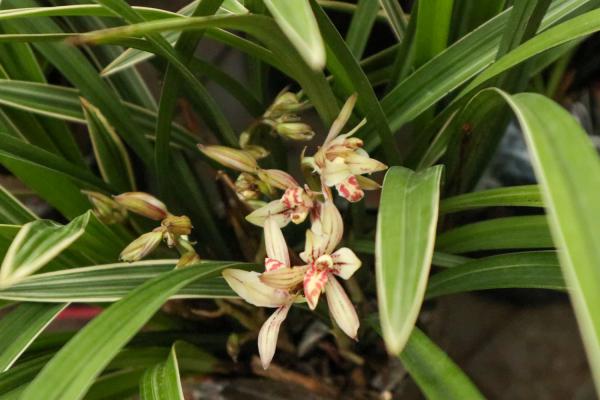 蟹爪兰花期多长时间，花期能施肥吗