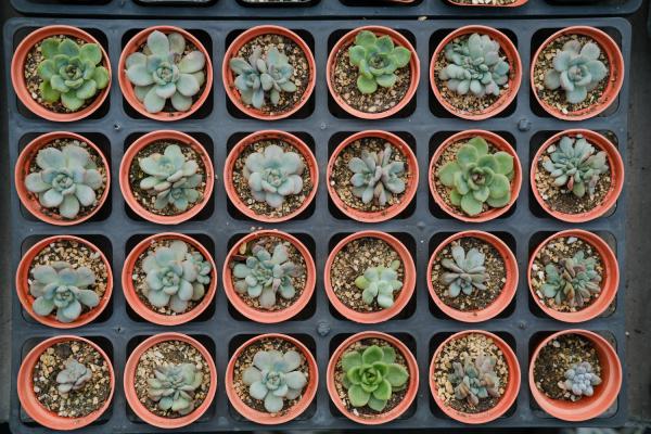 冬天肉肉的养殖方法和注意事项