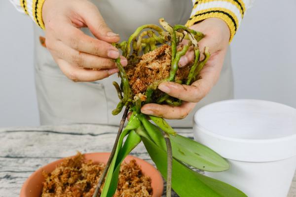 冬天怎样养蝴蝶兰，冬天可以晒太阳吗