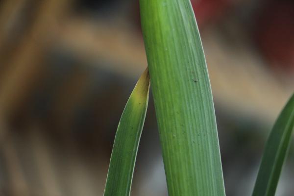 风信子水培多久长根，多久开花