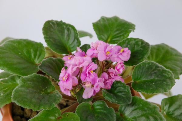 新买的非洲堇怎么养