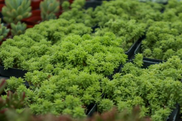 新买的黄金万年草怎么养