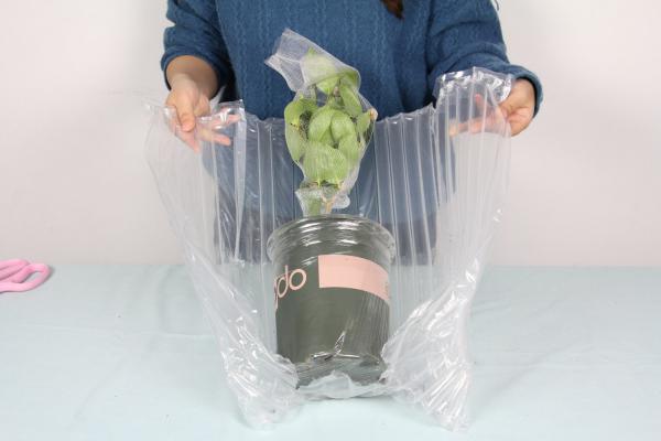 山茶花移栽要浇水吗,山茶花移栽多久能成活