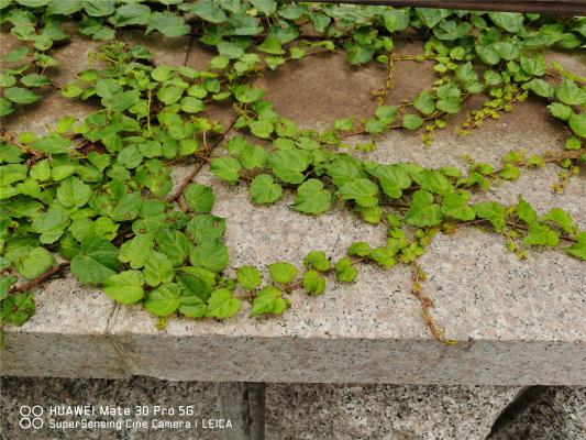 新买的爬山虎怎么养