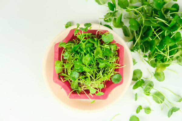 刚买的铜钱草怎么换盆,铜钱草换盆后打蔫