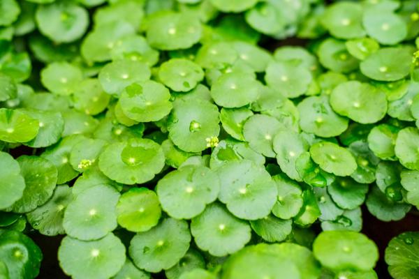 铜钱草扦插几天可以长出叶子，铜钱草的叶子能插活吗