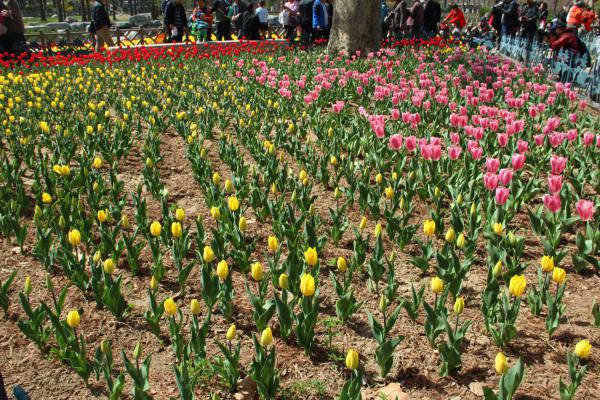 郁金香的种植时间和方法,郁金香种球种植