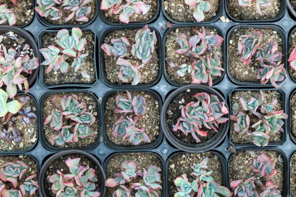 多肉扦插怎么快速发根，怎么扦插多肉