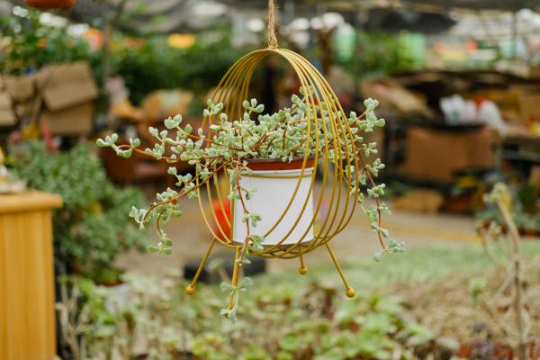 多肉播种土怎么配,种多肉的植料