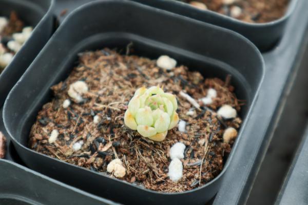 多肉养殖注意事项,多肉养殖技巧