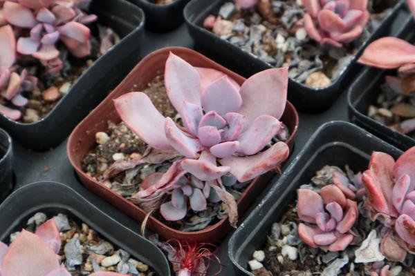 多肉的特点有哪些,多肉外形描述