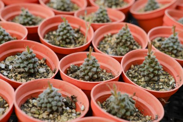 多肉要怎么养才能活,新手如何养多肉